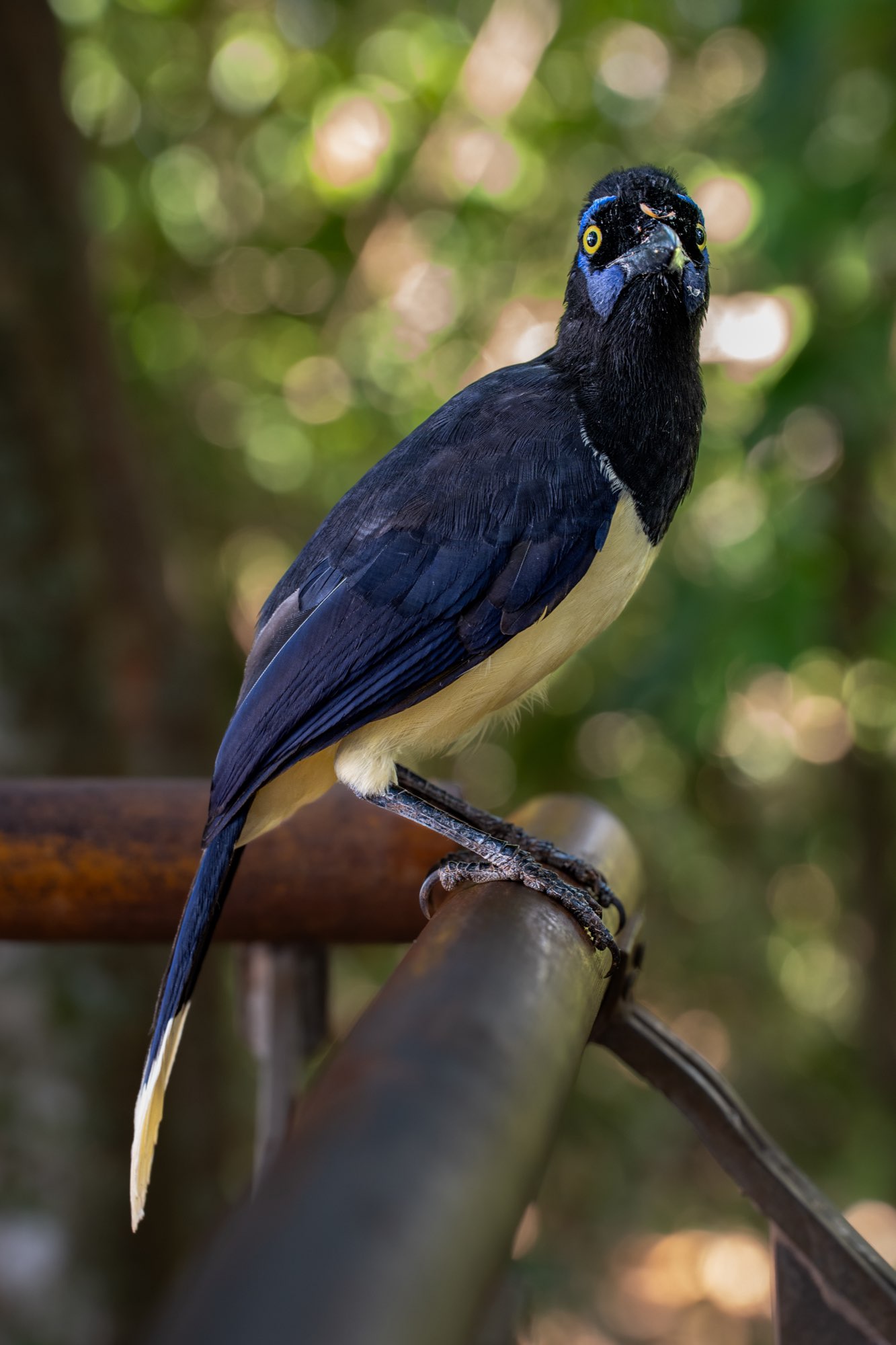 Iguazú 2